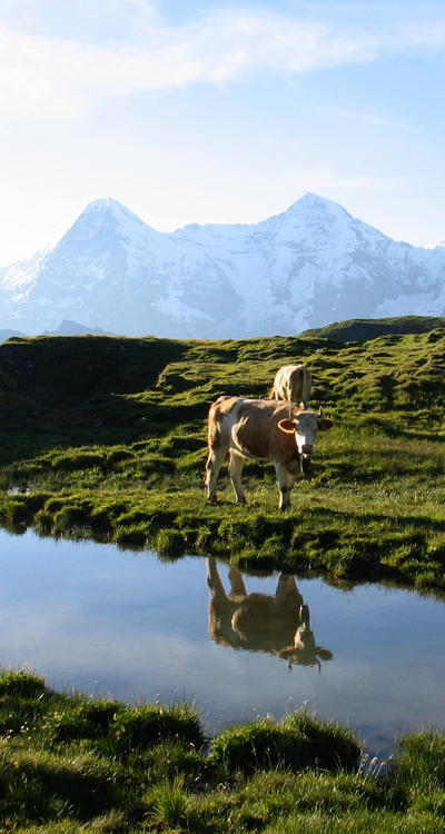 La reine des alpes