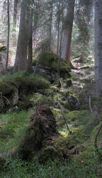 Zauberwald