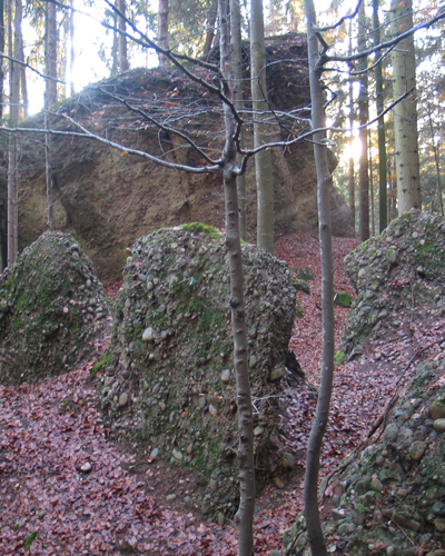 Zauberwald in der Balm