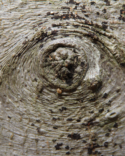 Der schauende Baum