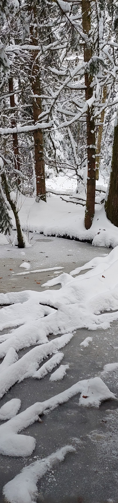 Weiher im Bremgartenwald