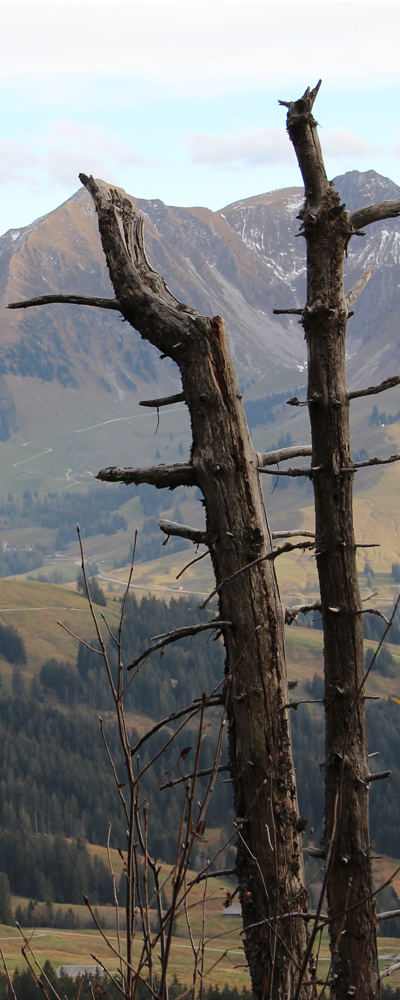 Herbst an der Pfyffe