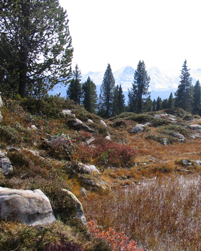 Goldenes Moor im Herbst