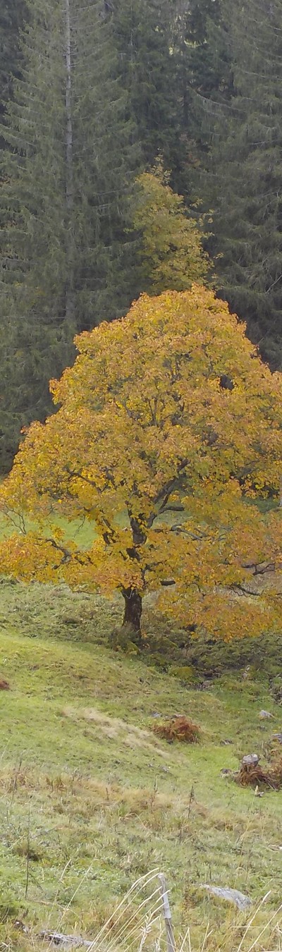 Herbstzauber