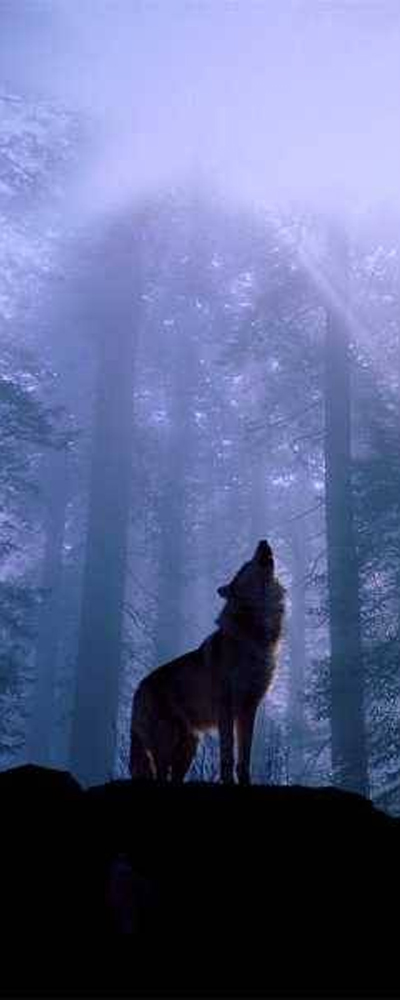 WIldnis ist der Urzustand
der Seele