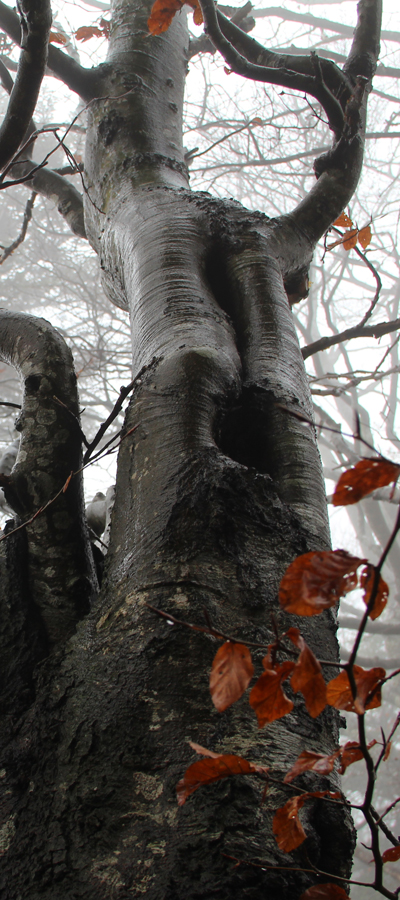 Buche im Nebel