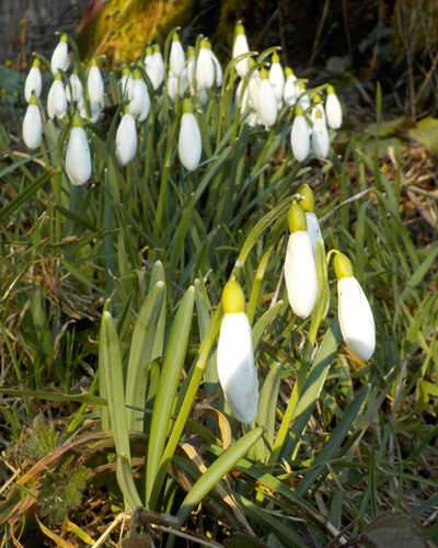 Galanthus Nivalis