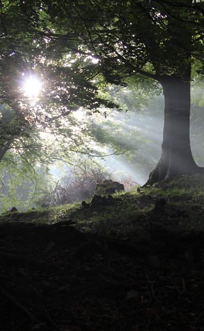 Strahlenkranz im Wald