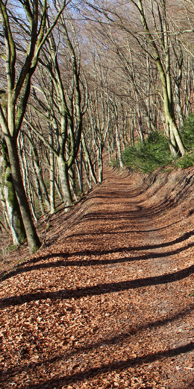 Waldtunnel