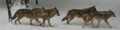 Schweizer Wolfsrudel