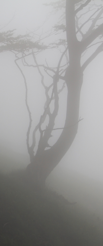 baumgerippe im nebel