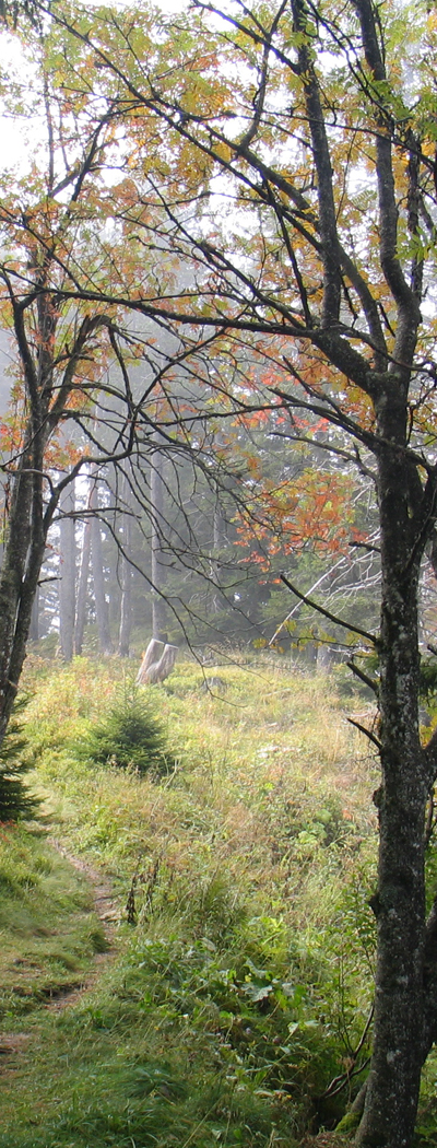 Waldpfade